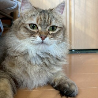 ふわふわ長毛、ちょっぴり臆病♡マロンちゃん