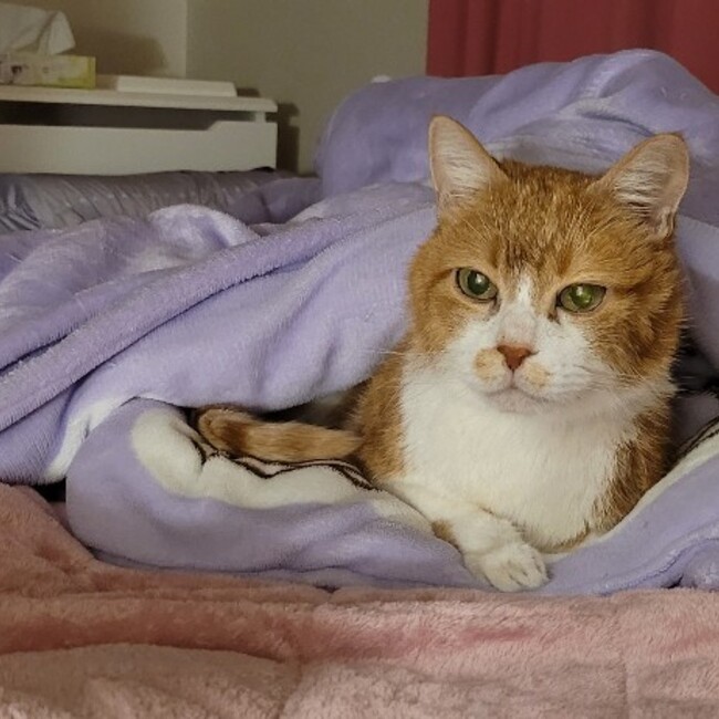 りんごひめかのカバー写真