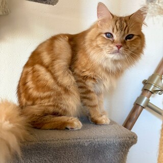 人も猫も大好き！フレンドリー★ニイニ