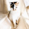 ◆4/29◆脚にハンデあり小柄な三毛猫❤メル サムネイル2