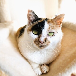 ◆3/20◆脚にハンデあり小柄な三毛猫❤メル