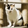 ◆4/29◆脚にハンデあり小柄な三毛猫❤メル サムネイル3