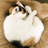 ◆4/29◆脚にハンデあり小柄な三毛猫❤メル サムネイル4