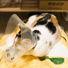 ◆4/29◆脚にハンデあり小柄な三毛猫❤メル サムネイル5