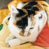 ◆4/29◆脚にハンデあり小柄な三毛猫❤メル サムネイル6