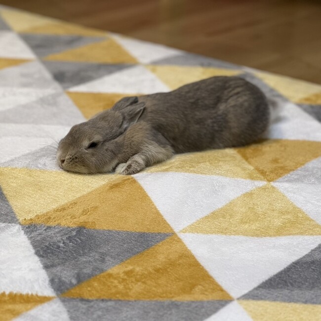 くーの母ちゃんのカバー写真