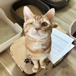 【アメショMIX】ヤンチャBOY★みのるくん