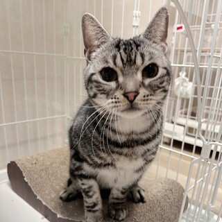アメリカンショートヘアの男の子★トニック