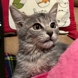 トライアル中　懐っこい美人ちゃん