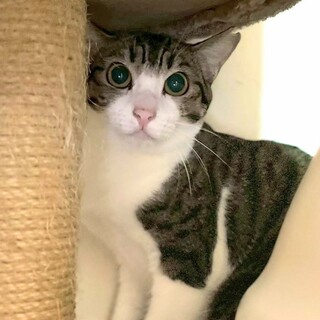 怖がりだけど　穏やかで大人しい女の子です