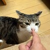 怖がりだけど　穏やかで大人しい女の子です サムネイル3