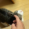 怖がりだけど　穏やかで大人しい女の子です サムネイル5