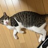 怖がりだけど　穏やかで大人しい女の子です サムネイル6