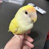 えびまよちゃん