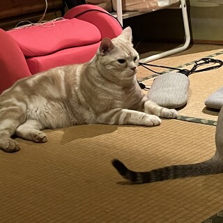 人が大好きなベージュのアメショ