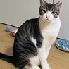 怖がりだけど　穏やかで大人しい女の子です サムネイル4