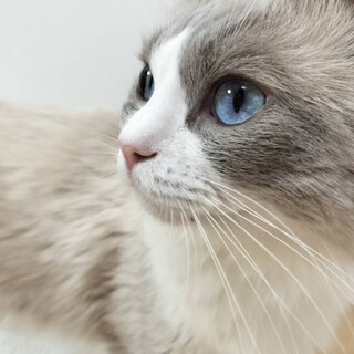 ラグドールの男の子