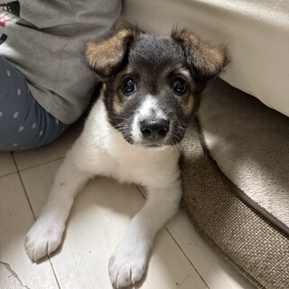 ※再募集！！ふわふわもこもこな野犬の仔犬