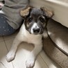 ※再募集！！ふわふわもこもこな野犬の仔犬 サムネイル1