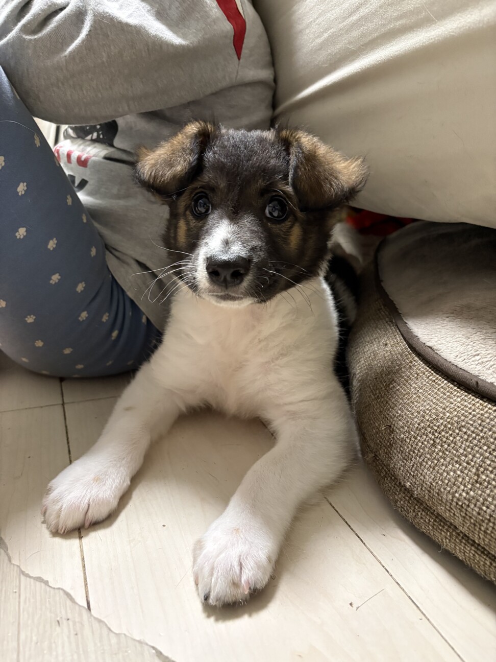 ※再募集！！ふわふわもこもこな野犬の仔犬 サムネイル2