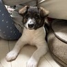 ※再募集！！ふわふわもこもこな野犬の仔犬 サムネイル2