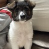 ※再募集！！ふわふわもこもこな野犬の仔犬 サムネイル3