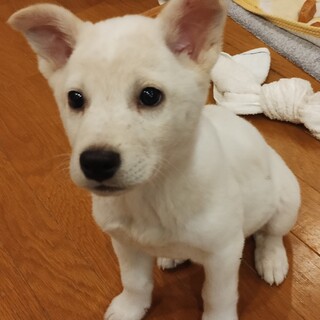 ナナちゃん」東京都 - 犬の里親募集(535998) :: ペットのおうち【里親