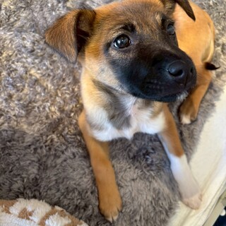 約2ヶ月半の女の子【緑】