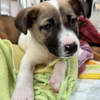 約2ヶ月半の男の子【はく】