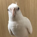 オカメインコ　WFルチノー