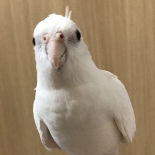 オカメインコ　WFルチノー