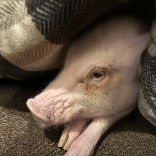 人懐っこいマイクロブタ