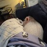 人懐っこいマイクロブタ サムネイル2