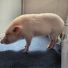 人懐っこいマイクロブタ サムネイル5