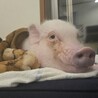 人懐っこいマイクロブタ サムネイル6