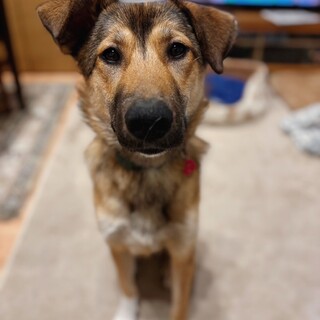 人が大好き！天真爛漫で明るい男の子アレクくん