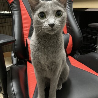 11ヵ月のロシアンブルーの女の子の里親募集です