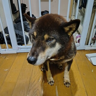 急募！豆柴メス7歳