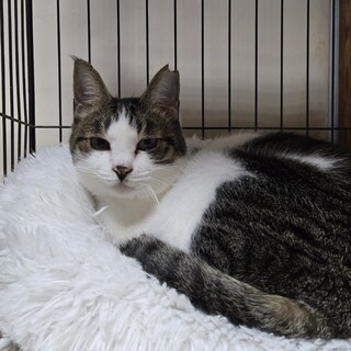 猫の休憩所☆ねぎま