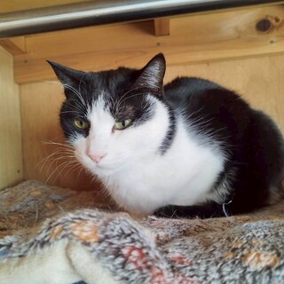 猫の休憩所☆ライム君