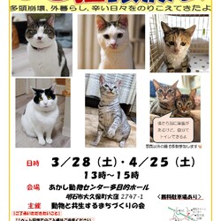 ほご猫譲渡会㏌明石