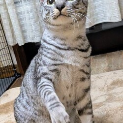 ほご猫譲渡会㏌明石 サムネイル2