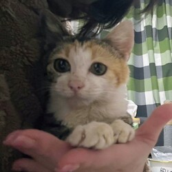 ほご猫譲渡会㏌明石 サムネイル3