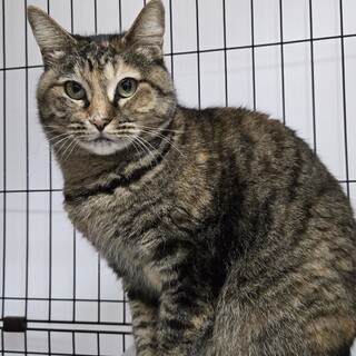 猫の休憩所☆スフレ