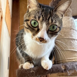 猫の休憩所☆さんま