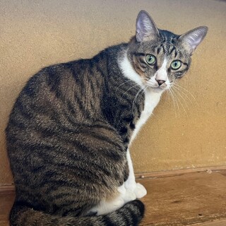 猫の休憩所☆はまち