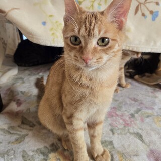 猫の休憩所☆チャイ