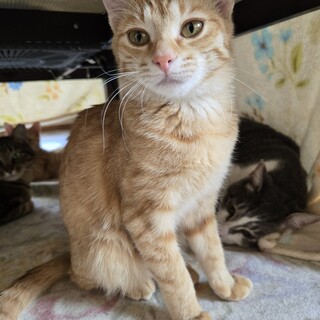 猫の休憩所☆ラテ