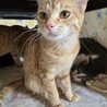 猫の休憩所☆ラテ サムネイル2
