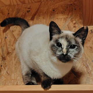 シャム系　女の子